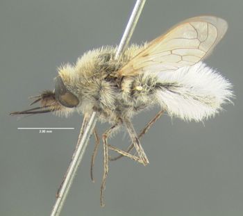 Media type: image;   Entomology 12725 Aspect: habitus lateral view